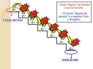 • Cada “degrau” da escada
         ATP                          é um citocromo.
    e-
               ATP                 • O ultimo “degrau da
         e-                      escada” é o aceptor final,
CITOCROMO                               o Oxigênio.
                     ATP
               e-
                           ATP
                     e-
                                   ATP
                           e-
                                  e-        ATP

                                          e-

                                   OXIGÊNIO
 