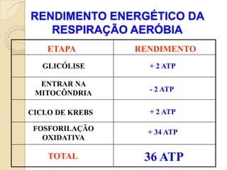 RENDIMENTO ENERGÉTICO DA
   RESPIRAÇÃO AERÓBIA
    ETAPA        RENDIMENTO
   GLICÓLISE       + 2 ATP

  ENTRAR NA
 MITOCÔNDRIA       - 2 ATP


CICLO DE KREBS     + 2 ATP

 FOSFORILAÇÃO      + 34 ATP
   OXIDATIVA

    TOTAL         36 ATP
 