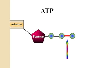 ATP
Adenina



          Pentose
 