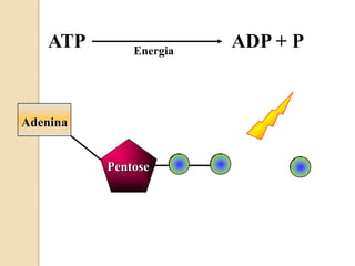 ATP       Energia
                        ADP + P



Adenina


          Pentose
 
