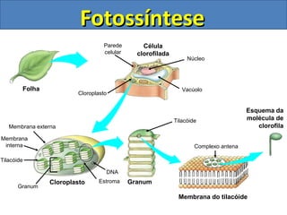 Fotossíntese
                                 Parede        Célula
                                 celular     clorofilada
                                                                Núcleo




        Folha                                                 Vacúolo
                        Cloroplasto


                                                                                     Esquema da
                                                           Tilacóide                 molécula de
   Membrana externa                                                                     clorofila
Membrana
 interna                                                           Complexo antena

Tilacóide

                                  DNA
                Cloroplasto     Estroma    Granum
      Granum
                                                            Membrana do tilacóide
 