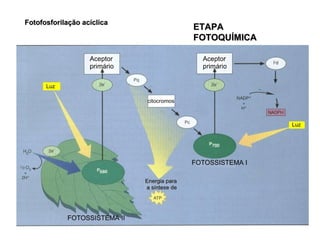 Fotofosforilação acíclica ETAPA FOTOQUÍMICA 