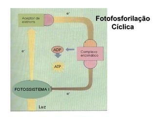 Fotofosforilação Cíclica 