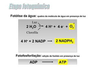 Etapa fotoquímica Fotólise da água:  quebra da molécula de água em presença de luz Fotofosforilação:  adição de fosfato em presença de luz ATP ADP 2 NADPH 2 4 H +  +  4 e -   + 2 H 2 O 4 H +  + 2 NADP Luz Clorofila O 2 