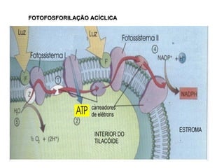 FOTOFOSFORILAÇÃO ACÍCLICA 