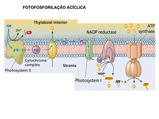 FOTOFOSFORILAÇÃO ACÍCLICA 