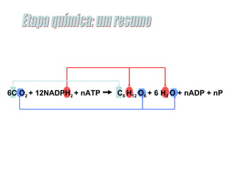 6C O 2  + 12NADPH 2  + nATP  C 6  H 12  O 6  + 6 H 2  O + nADP + nP Etapa química: um resumo 