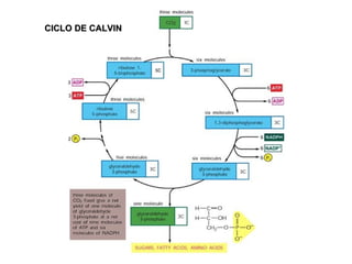 CICLO DE CALVIN 