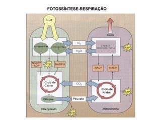 FOTOSSÍNTESE-RESPIRAÇÃO 