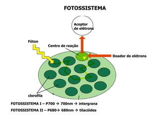 FOTOSSISTEMA Centro de reação Aceptor de elétrons Doador de elétrons Fóton clorofila FOTOSSISTEMA I – P700    700nm    intergrana FOTOSSISTEMA II – P680   680nm    tilacóides 