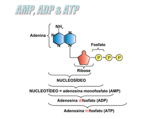 AMP, ADP & ATP NUCLEOSÍDEO NUCLEOTÍDEO = adenosina monofosfato (AMP) Adenosina  di fosfato (ADP) Adenosina  tri fosfato (ATP) Adenina Fosfato Ribose 