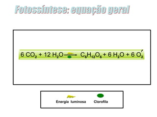 Fotossíntese: equação geral Clorofila Energia  luminosa 6 CO 2  + 12 H 2 O  C 6 H 12 O 6  + 6 H 2 O + 6 O 2   