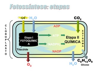 Etapa II QUÍMICA Etapa I FOTOQUÍMICA E S T R O M A Fotossíntese: etapas Glicose C L O R O P L A S T O Tilacóide Luz H 2 O CO 2 ADP NADP H 2 O C 6 H 12 O 6 ATP NADPH 2 O 2 