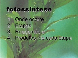 fotossíntese
1.   Onde ocorre
2.   Etapas
3.   Reagentes e
4.   Produtos de cada etapa

            professora Ionara   13
 