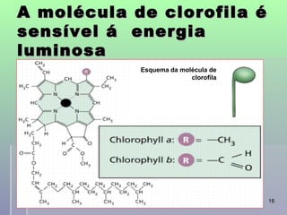 A molécula de clorofila é
sensível á energia
luminosa
              Esquema da molécula de
                            clorofila




           professora Ionara            16
 