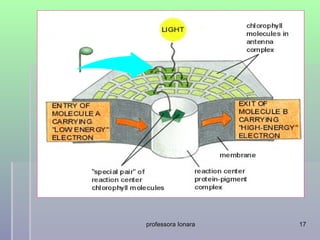 professora Ionara   17
 