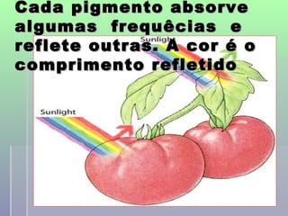 Cada pigmento absorve
algumas frequêcias e
reflete outras. A cor é o
comprimento refletido




            professora Ionara   19
 
