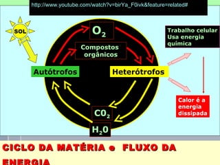 http://www.youtube.com/watch?v=birYa_F0ivk&feature=related#



 SOL                         O2                           Trabalho celular
                                                          Usa energia
                                                          química
                         Compostos
                          orgânicos

       Autótrofos                     Heterótrofos


                                                              Calor é a
                                                              energia
                              C02                             dissipada


                             H20

CICLO DA MATÉRIA e FLUXO DA
                                 professora Ionara                        2
 