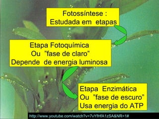 Fotossíntese :
              Estudada em etapas


    Etapa Fotoquímica
     Ou ”fase de claro”
Depende de energia luminosa


                             Etapa Enzimática
                             Ou ”fase de escuro”
                             Usa energia do ATP
                         professora Ionara              21
     http://www.youtube.com/watch?v=7vYfHfA1zSA&NR=1#
 