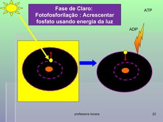 Fase de Claro:                   ATP
Fotofosforilação : Acrescentar
fosfato usando energia da luz
                                  ADP




              professora Ionara               22
 