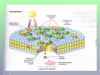 professora Ionara   23
 