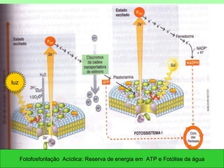 luz




                                       professora Ionara                        25
      Fotofosforilação Acíclica: Reserva de energia em ATP e Fotólise da água
 