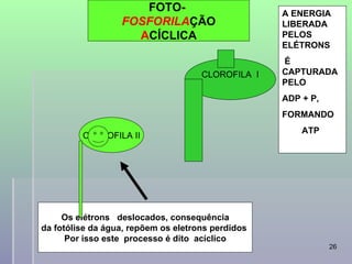 FOTO-                           A ENERGIA
                  FOSFORILAÇÃO                       LIBERADA
                    ACÍCLICA                         PELOS
                                                     ELÉTRONS
                                                     É
                                       CLOROFILA I   CAPTURADA
                                                     PELO
                                                     ADP + P,
                                                     FORMANDO
                                                         ATP
         CLOROFILA II




     Os elétrons deslocados, consequência
da fotólise da água, repõem os eletrons perdidos
      Por isso este processo é dito acíclico
                           professora Ionara                    26
 