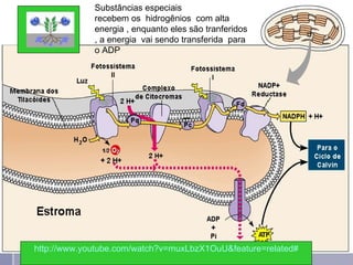 Substâncias especiais
             recebem os hidrogênios com alta
             energia , enquanto eles são tranferidos
             , a energia vai sendo transferida para
             o ADP




http://www.youtube.com/watch?v=muxLbzX1OuU&feature=related#
                              professora Ionara               28
 