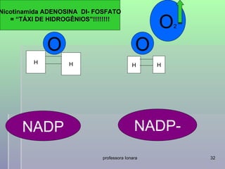 Nicotinamida ADENOSINA DI- FOSFATO
   = “TÁXI DE HIDROGÊNIOS”!!!!!!!!
                                                O   2



             O                             O
         H         H                      H     H




      NADP                                 NADP-
                            professora Ionara           32
 