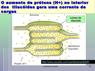 O aumento de prótons (H+) no interior
dos tilacóides gera uma corrente de
cargas
                                         Lúmen do
                                          tilacóide




                 http://www.youtube.com/user/lienamante329
                  professora Ionara                      35
 