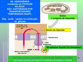 OS HIDROGÊNIOS
    resultantes da FOTÒLISE
           DA ÁGUA
    SÃO CAPTURADOS POR
      TRANSPORTADORES
     TEMPORÁRIOS (NADP) .
                                                      Grana
Eles serão usados na construção               = conjunto de tilacóides
          da gliicose



                                         Dentro do tilacóide




                                          No estroma ‘líquido”do cloroplasto




         http://www.youtube.com/watch?v=QHmdJtiaNYg&feature=related
                                  professora Ionara                      36
          http://www.youtube.com/watch?v=zhFNijPyuKc&feature=related
 