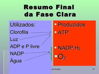 Resumo                Final
     da Fase               Clara
Utilizados:                Produzidos
Clorofila                  ATP
Luz
ADP e P livre              NADP.H2
NADP
Água
                           O2
                professora Ionara        41
 