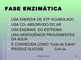 FASE ENZIMÁTICA

 USA ENERGIA DE ATP ACUMULADO
 USA CO2 ABSORVIDO DO AR
 USA ENZIMAS DO ESTROMA
 USA HIDROGÊNIOS PROVENIENTES
  DA ÁGUA
 É CONHECIDA COMO “Ciclo de Calvin”
 PRODUZ GLICOSE      C6H1206
               professora Ionara   42
 