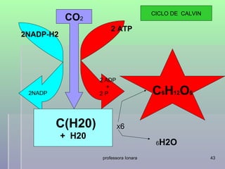 CICLO DE CALVIN
           CO2
                       2 ATP
2NADP-H2




                   2 ADP

 2NADP             2P
                     +
                                       C6H12O6

         C(H20)            X6
           + H20
                                        6H2O

                   professora Ionara                     43
 