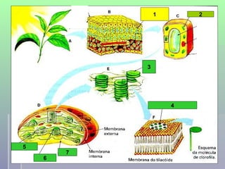 1       2




                                3




                                        4




5
        7
    6       professora Ionara                   48
 