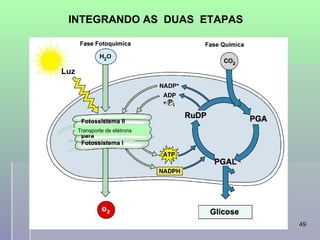 INTEGRANDO AS DUAS ETAPAS




 Transporte de elétrons




                          professora Ionara   49
 