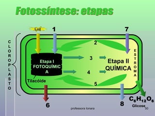 Luz       1                                7
C                                     2
L
O                                                      E
R                                                      S
                                  3                    T
O       Etapa I                           Etapa II     R
P     FOTOQUÍMIC
L
           A
                                          QUÍMICA      O
                                                       M
A                               4                      A
S
    Tilacóide
T                                     5
O

                                                      C6 H12 O6
             6                                8        Glicose
                     professora Ionara                       50
 
