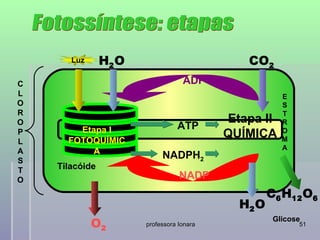 Luz      H2 O                          CO2
C                                  ADP
L                                                      E
O                                                      S
R                                                      T
O                                          Etapa II    R
        Etapa I                  ATP
P
      FOTOQUÍMIC
                                           QUÍMICA     O
                                                       M
L
                                                       A
A          A
S
                            NADPH2
T   Tilacóide
O                                 NADP
                                                    C6 H12 O6
                                             H2 O
             O2        professora Ionara
                                                     Glicose
                                                           51
 