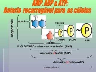 NUCLEOSÍDEO



              Adenina
                                               Fosfato




                                                 (AMP)   (ADP)           ATP
                                     Ribose
              NUCLEOTÍDEO = adenosina monofosfato (AMP)

                               Adenosina difosfato (ADP)


                                            Adenosina trifosfato (ATP)

                                  professora Ionara                            7
 