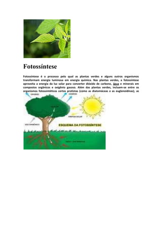 Fotossíntese
Fotossíntese é o processo pelo qual as plantas verdes e alguns outros organismos
transformam energia luminosa em energia química. Nas plantas verdes, a fotossíntese
aproveita a energia da luz solar para converter dióxido de carbono, água e minerais em
compostos orgânicos e oxigênio gasoso. Além das plantas verdes, incluem-se entre os
organismos fotossintéticos certos protistas (como as diatomáceas e as euglenoidinas), as
 