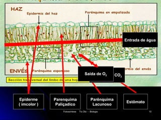 Entrada de água




                                      Saída de O2 de CO
                                          Entrada       2




Epiderme      Parenquima                    Parênquima
                                                            Estômato
( imcolor )    Paliçadico                    Lacunoso
                  Fotossíntese   Tio Oto - Biologia                    10
 