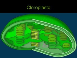 Cloroplasto




 Fotossíntese   Tio Oto - Biologia   11
 