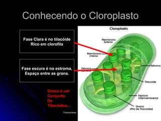 Conhecendo o Cloroplasto

Fase Clara é no tilacóide
   Rico em clorofila




Fase escura é no estroma,
 Espaço entre as grana.



            Grana é um
            Conjunto
            De
            Tilacóides...
                     Fotossíntese   Tio Oto - Biologia   12
 