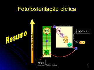 Fotofosforilação cíclica


                                           ADP + Pi




        Fóton
       Fotossíntese   Tio Oto - Biologia          16
 