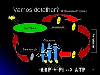 Vamos detalhar?                                      ( Fotofosforilação Cíclica )




   Clorofila a                     Energizado




                                                                                    Ferredoxina
                       Citocromo


   Sem energia




                 Fotossíntese   Tio Oto - Biologia                                   17
 
