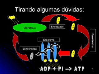 Tirando algumas dúvidas:

   Clorofila a                     Energizado




                                                     Ferredoxina
                       Citocromo


  Sem energia




                 Fotossíntese   Tio Oto - Biologia    19
 