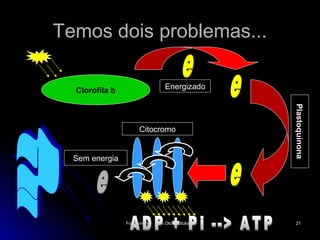Temos dois problemas...

  Clorofila b                     Energizado




                                                    Plastoquinona
                      Citocromo


  Sem energia




                Fotossíntese   Tio Oto - Biologia    21
 