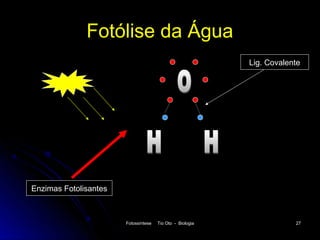 Fotólise da Água
                                                           Lig. Covalente




Enzimas Fotolisantes



                       Fotossíntese   Tio Oto - Biologia               27
 