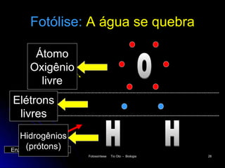 Fotólise: A água se quebra

       Átomo
      Oxigênio
        livre
Elétrons
 livres
   Hidrogênios
     (prótons)
Enzimas Fotolisantes
                       Fotossíntese   Tio Oto - Biologia   28
 