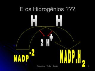 E os Hidrogênios ???




      Fotossíntese   Tio Oto - Biologia   31
 